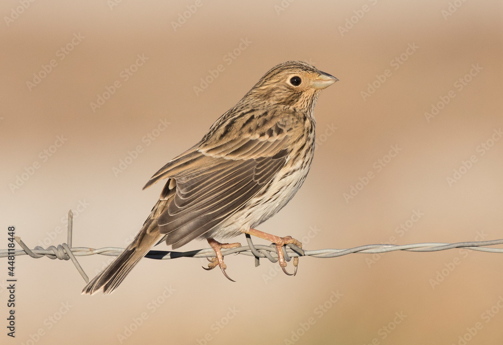 Fototapeta premium Corn Bunting