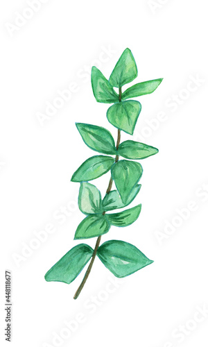 Watercolors, green leaves, blue leaf, flowers on a branch. Olive, tropical, field branches.Illustration for wedding design, invitations and postcards. © SavirinaArt