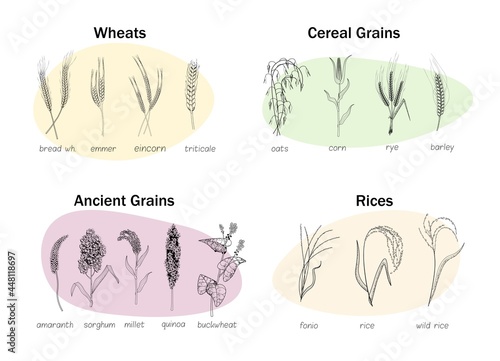Ancient and cereal grain, wheat ear, rice kind mini set. Farming harvest of agricultural crops with name. Different growth seedling and sprout stalk, stylized farm plants vector illustration