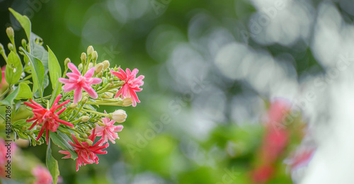 pimk flower for nature on blurred background.