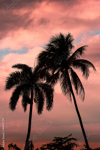 palm trees at sunset