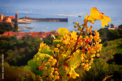 Raisins des vignes de Collioure photo