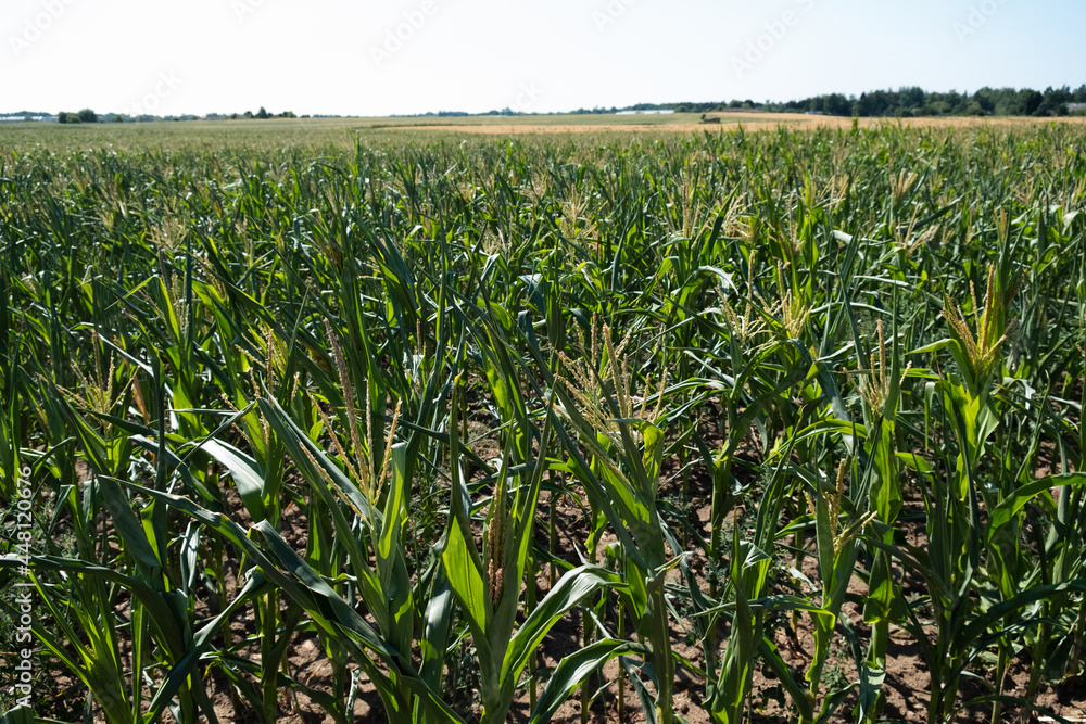 Corn field in Northern Europe. Corn plantation in Estonia.