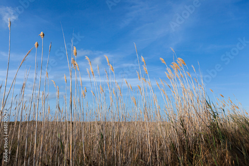 rice plant  Oryza sativa   low viewpoint with blue sky in the background in Ebro Delta  Spain