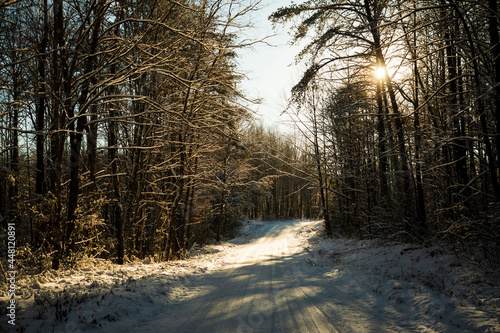 path in the forest