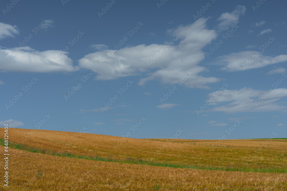 mature barley fields of Toten, Norway