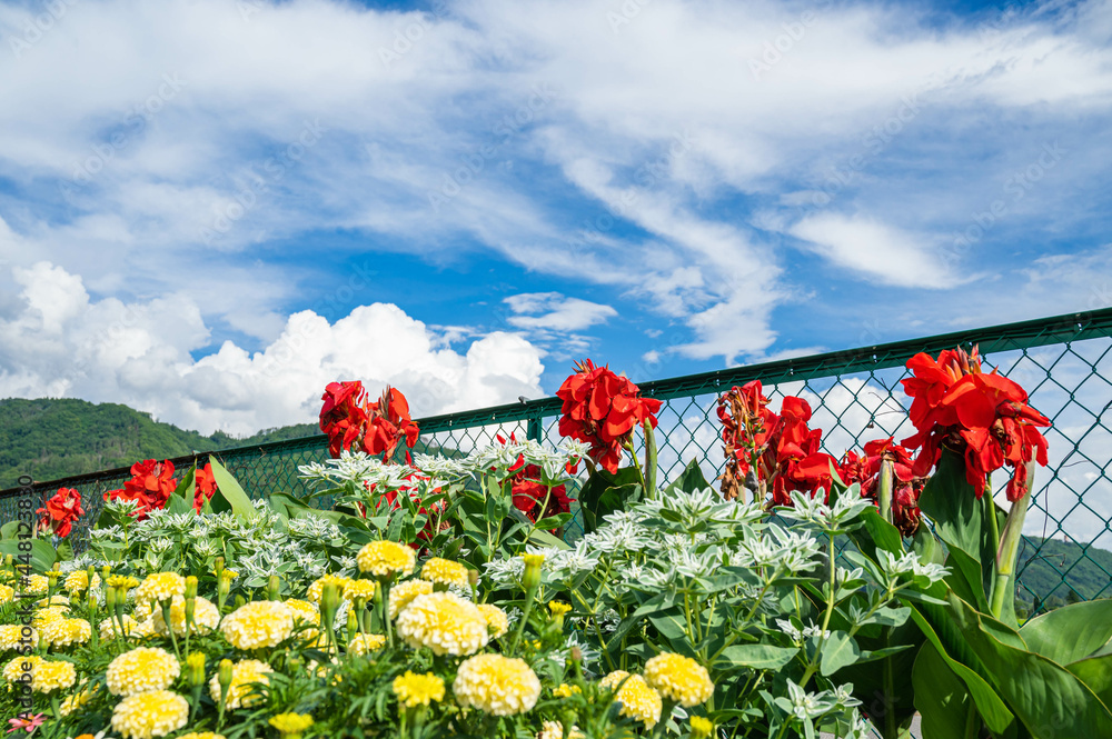 カンナが咲く鮮やかな夏の花壇 Stock Photo Adobe Stock