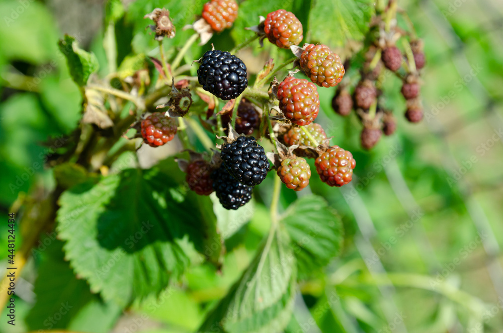 blackberry berries ripen on the bushes close-up blackberry berries ripen on the bushes close-up