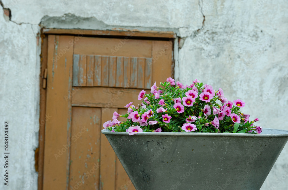 garden flowers in a vase on the background of an old door