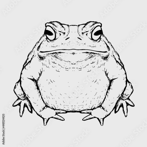 Frog toad black and white linear vector illustration Hand Drawn Anuran Toad Magic Witchcraft Voodoo Attributes Graphic Design Sketch For Tattoo Poster T Shirt Vector Realistic Halloween Illustration