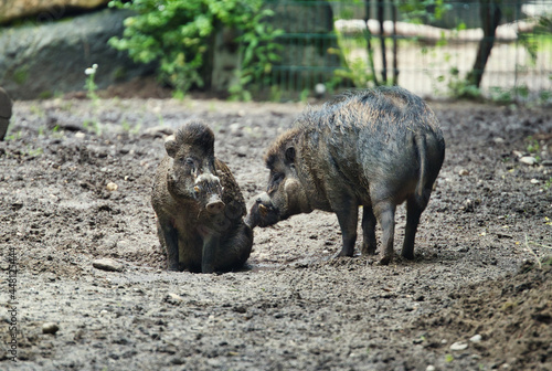 Closeup shot of two Visayan warty pigs standing on the ground photo