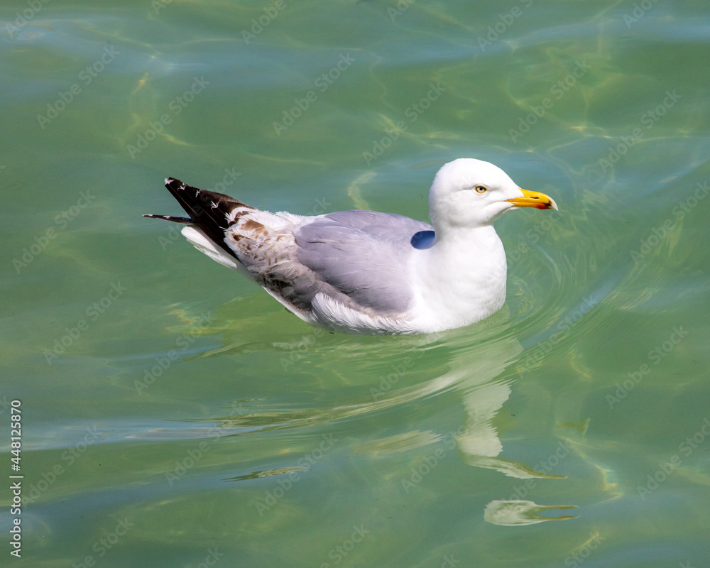 Sea Gull Swimming in the Sea