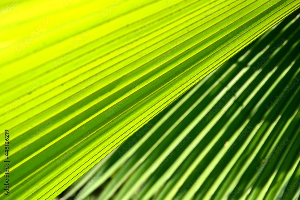 Palmenfächerblatt Palmenfächerblatt