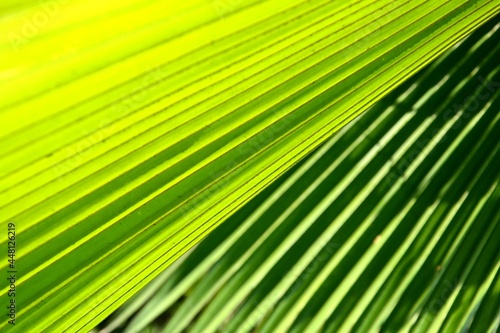 Palmenfächerblatt © Gundi