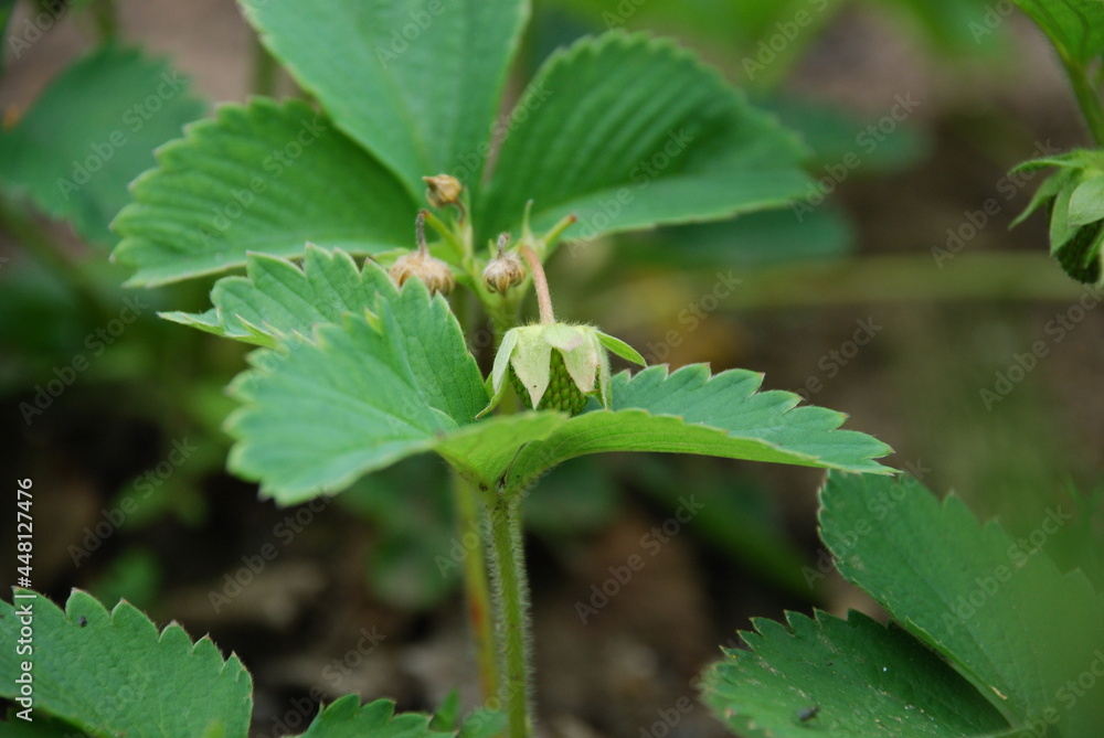 Fototapeta premium Green fruits of garden strawberries. Near the ground, on thin long green legs, there are still green strawberries interspersed with strawberries, among the leaves. Berries of different sizes.
