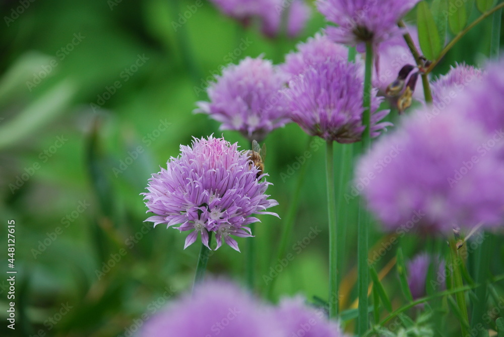 Purple flowers on thin green stems. Chives grows in small colonies on the tips of the stems with light purple flowers with a yellow heart. Purple flowers on thin green stems. Chives grows in small colonies on the tips of the stems with light purple flowers with a yellow heart.