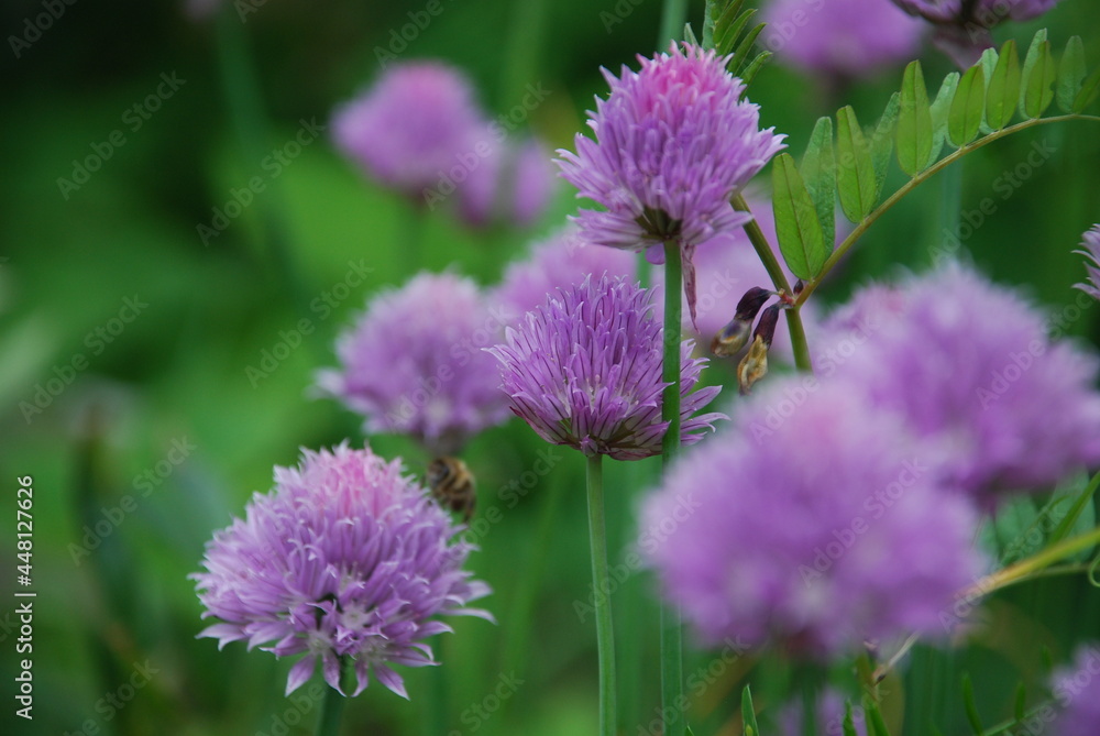 Purple flowers on thin green stems. Chives grows in small colonies on the tips of the stems with light purple flowers with a yellow heart. Purple flowers on thin green stems. Chives grows in small colonies on the tips of the stems with light purple flowers with a yellow heart.
