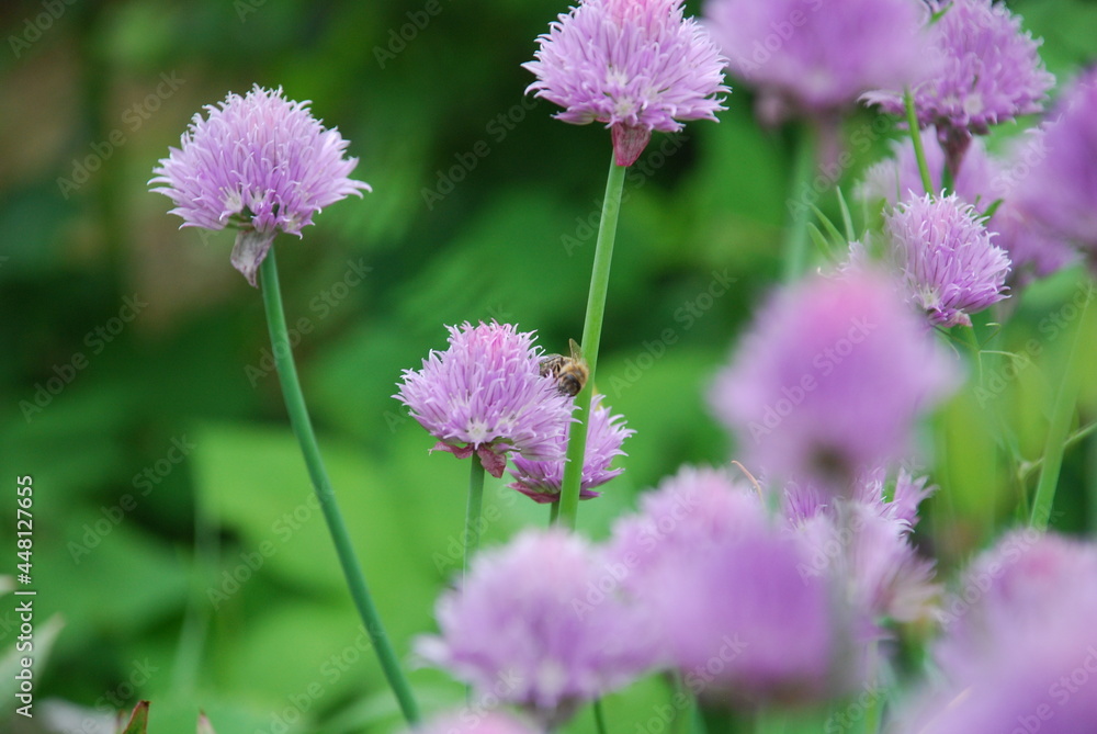 Purple flowers on thin green stems. Chives grows in small colonies on the tips of the stems with light purple flowers with a yellow heart. Purple flowers on thin green stems. Chives grows in small colonies on the tips of the stems with light purple flowers with a yellow heart.