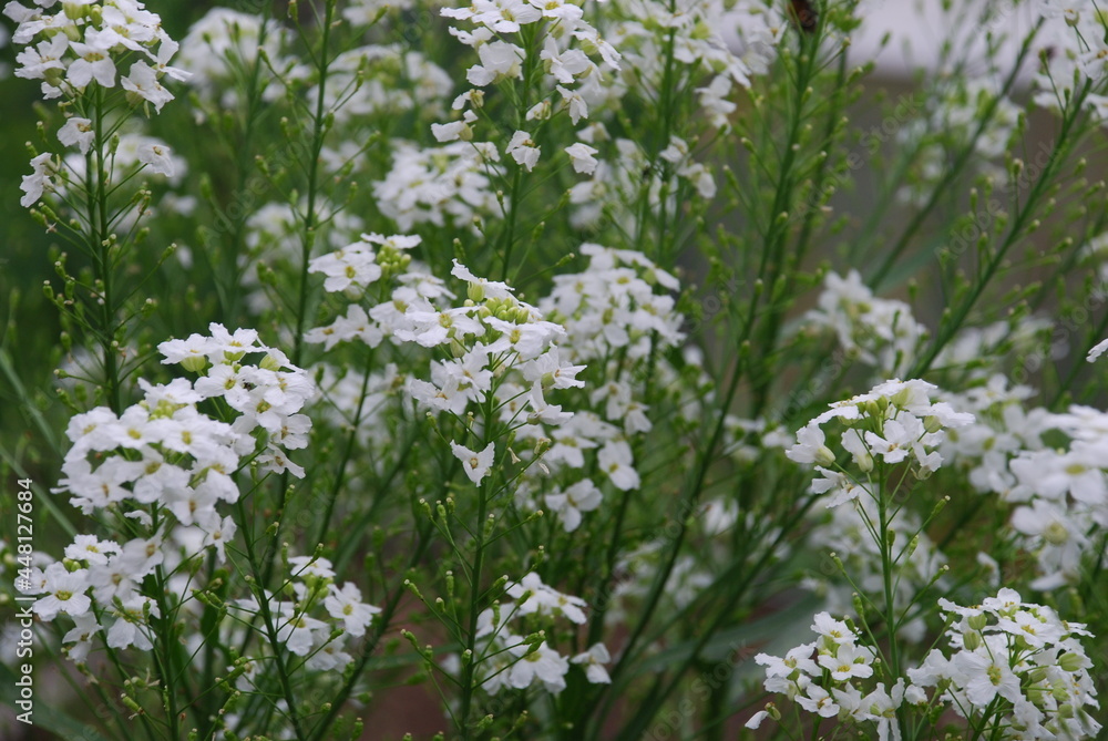 Small white horseradish flowers. On thin green stems, many white-yellow open flowers of Horseradish, lat. Armoracia rusticana. Flowers and leaves in the rays of the summer sun. Small white horseradish flowers. On thin green stems, many white-yellow open flowers of Horseradish, lat. Armoracia rusticana. Flowers and leaves in the rays of the summer sun.