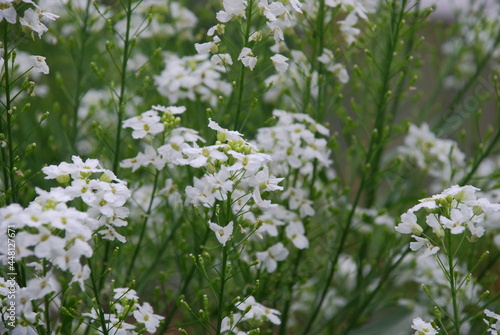 Small white horseradish flowers. On thin green stems, many white-yellow open flowers of Horseradish, lat. Armoracia rusticana. Flowers and leaves in the rays of the summer sun.