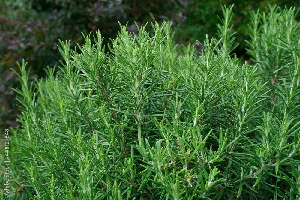 Close up of green rosemary growing in a garden. Wallpaper with selective focus and blurred bokeh. Fresh herbs for cooking. Close up of green rosemary growing in a garden. Wallpaper with selective focus and blurred bokeh. Fresh herbs for cooking.
