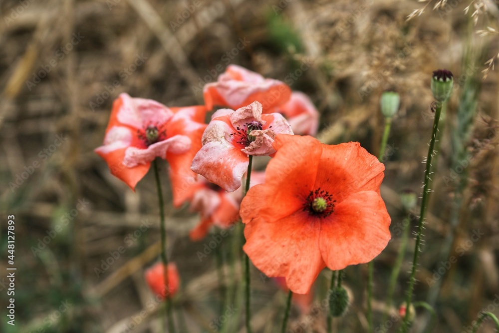 Naklejka premium red poppy flower