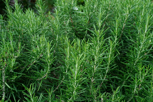 Close up of green rosemary growing in a garden. Wallpaper with selective focus and blurred bokeh. Fresh herbs for cooking.