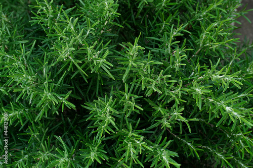 Rosemary top view. Cultivation of fragrant herbs. Agricultural business. Rosemary  Rosmarinus officinalis  growing in garden. fresh aromatic herbs.