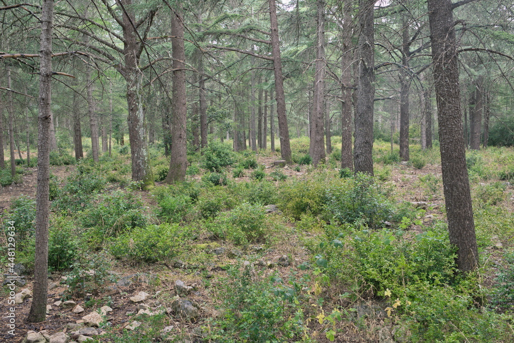 The way of the cedar. Hiking through the centuries-old cedars in the biological reserve of Petit du Luberon The way of the cedar. Hiking through the centuries-old cedars in the biological reserve of Petit du Luberon