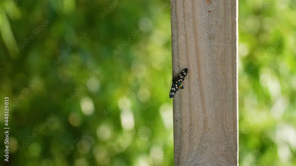 Insect with beautiful wings sitting on wooden plank outside isolated on blurry green trees bokeh Insect with beautiful wings sitting on wooden plank outside isolated on blurry green trees bokeh
