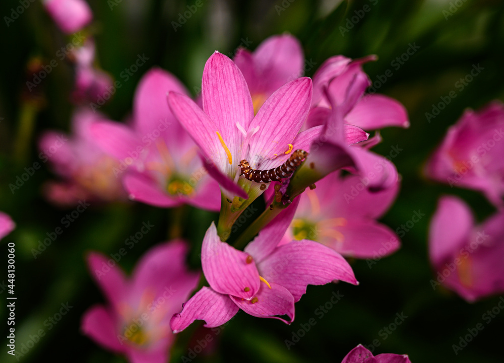 The Indian lily moth (Polytela gloriosae) caterpillar is a moth of the family Noctuidae. Lily caterpillars are eating Pink rain lily (Zephyranthes rosea) flower plants. The Lily caterpillar feed. The Indian lily moth (Polytela gloriosae) caterpillar is a moth of the family Noctuidae. Lily caterpillars are eating Pink rain lily (Zephyranthes rosea) flower plants. The Lily caterpillar feed.