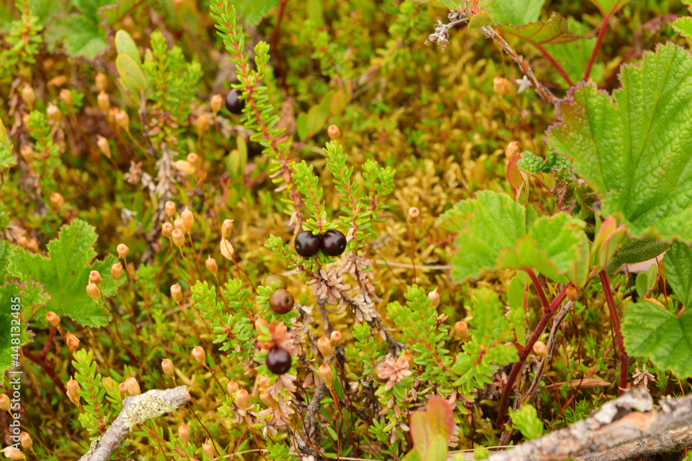 wildberry on a bush in the summer in the forest wildberry on a bush in the summer in the forest