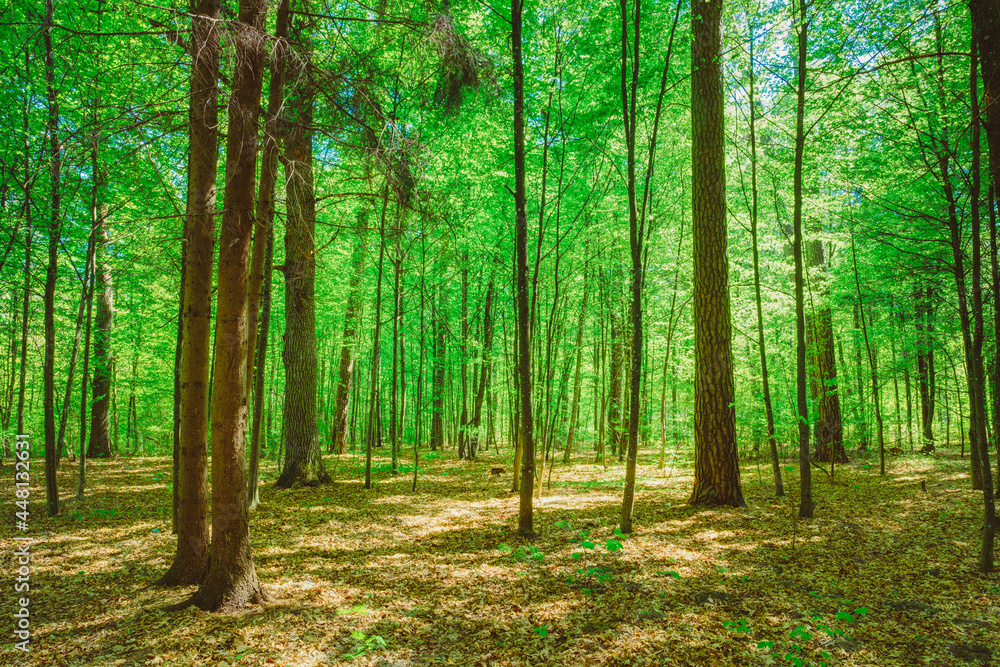 Green Deciduous Forest Summer Nature. Sunny Trees And Green Grass. Woods Background. Instant Toned Image Green Deciduous Forest Summer Nature. Sunny Trees And Green Grass. Woods Background. Instant Toned Image