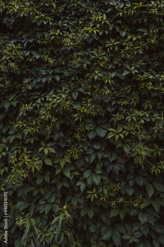 Wall covered with green leaves, leaves texture