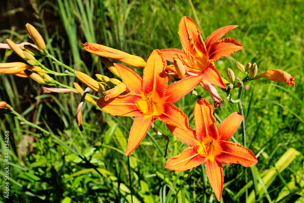 Beautiful bright orange day-lily in summer garden Beautiful bright orange day-lily in summer garden