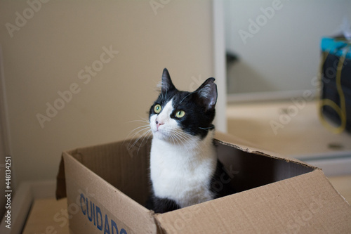 Cats and Cardboard Boxes