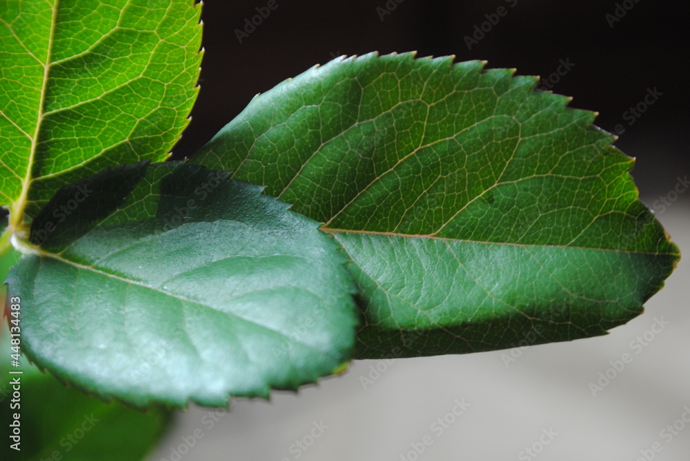 Obraz premium rose leaves