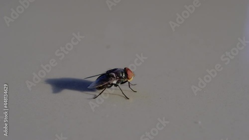 Grey house fly.  Insect fly macro on floor.