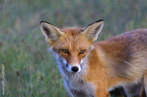 red fox in the wild © osipovme