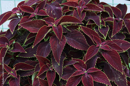 Konstfotografi The dense foliage of the rich maroon color of the decorative garden plant coleus