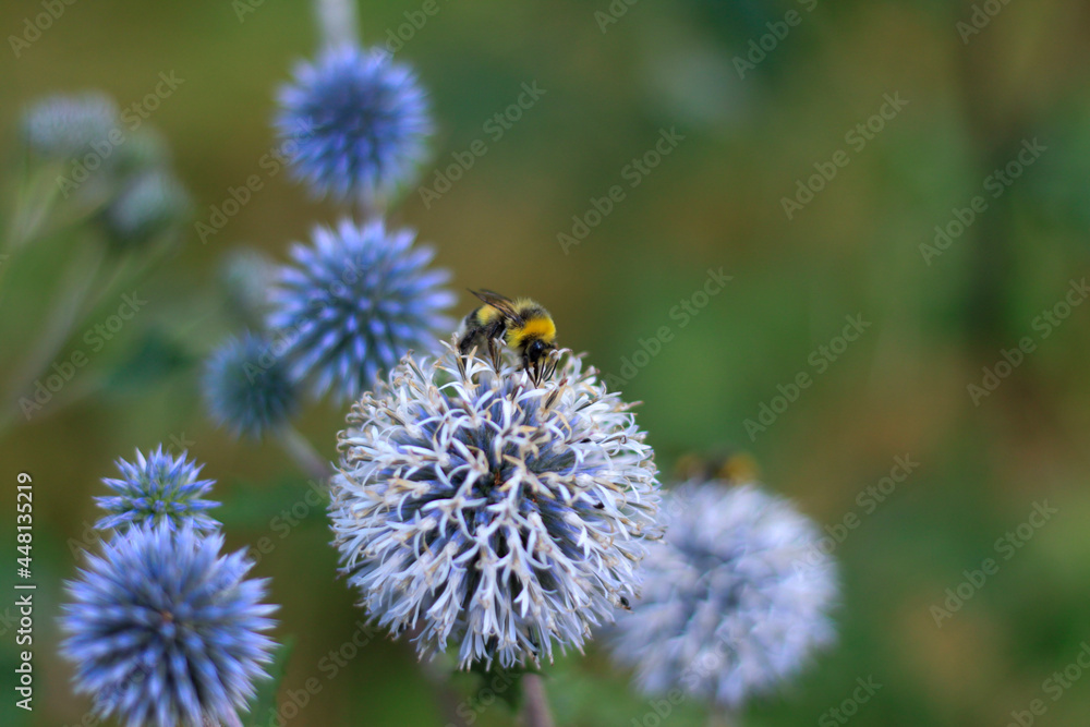 bumblebee on a flower