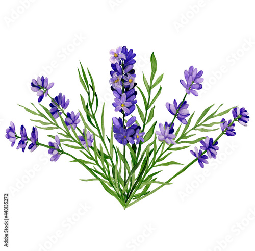 Watercolour hand drawn flowers. Lavender bush.