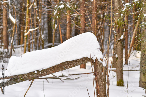 Wallpaper Mural A tree trunk broken by a storm and covered in a snowdrift Torontodigital.ca