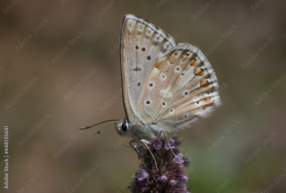 Obraz premium Anatolian Chalk Blue