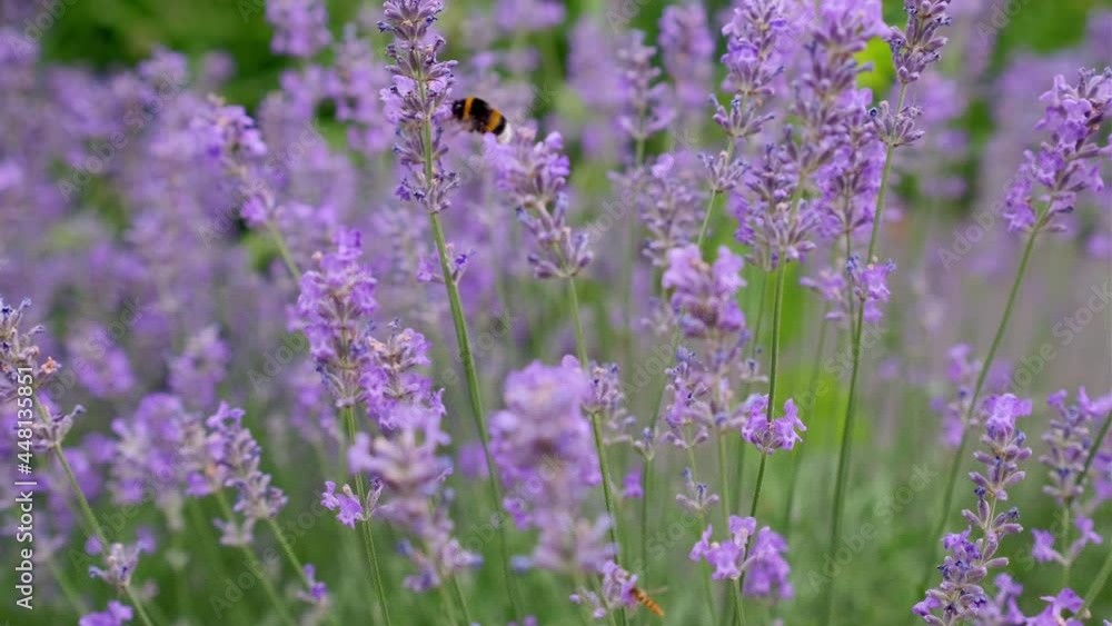 Lavender flowers close up. Lavender flowers are grown in meadows Lavender flowers close up. Lavender flowers are grown in meadows