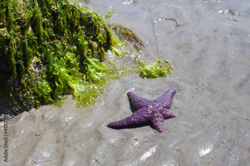 A Ochre Starfish (Purple sea star) found on a beach in British-Columbia's Sunshine Coast. It's lost and is re-growing (regeneration) two of it's legs