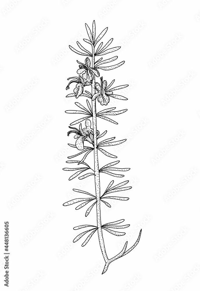Rosemary flower. Hand drawn black outline vector iillustration. Stock