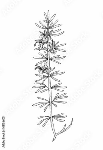 Rosemary flower. Hand drawn black outline vector iillustration.