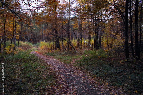 path in autumn forest