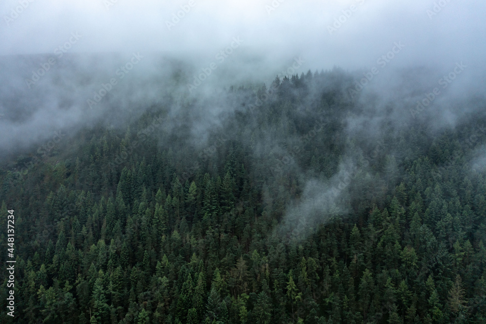 Fog in the forest near Glendalough, Ireland